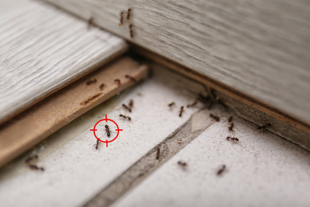 Best Pest Control Treatment  in Middlebury, IN