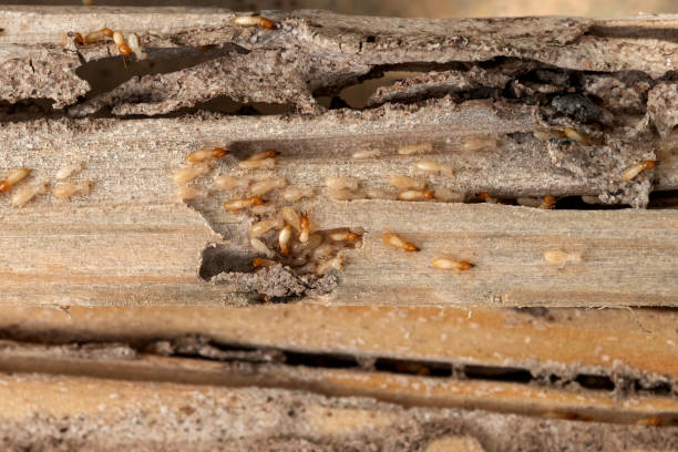 Best Affordable Pest Control Services  in Middlebury, IN